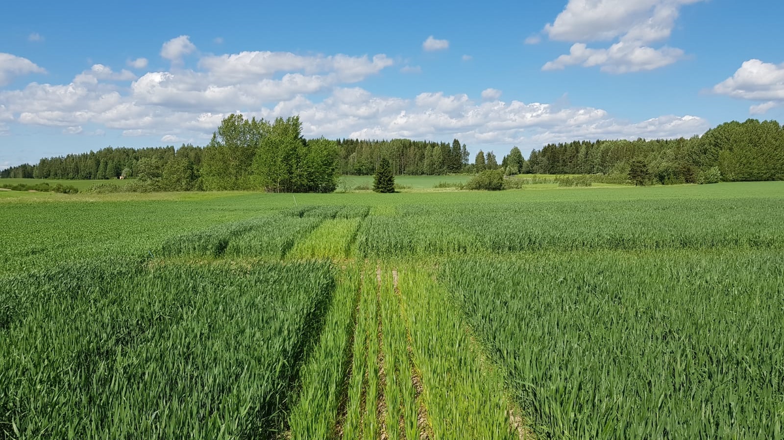 Syysvehnä kuvattuna Kotkaniemessä 10.6.