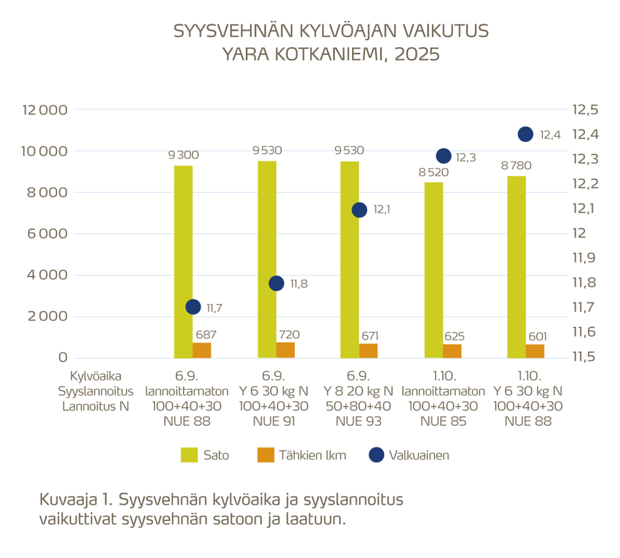 Syysvehnän kylvöaika ja syyslannoitus vaikuttivat syysvehnän satoon ja laatuun.