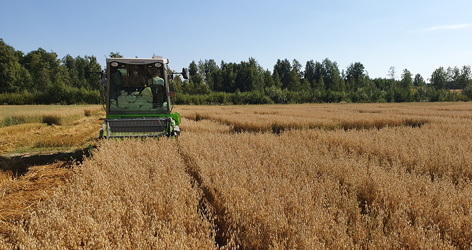 Kauran puinti Kotkaniemessä 2020