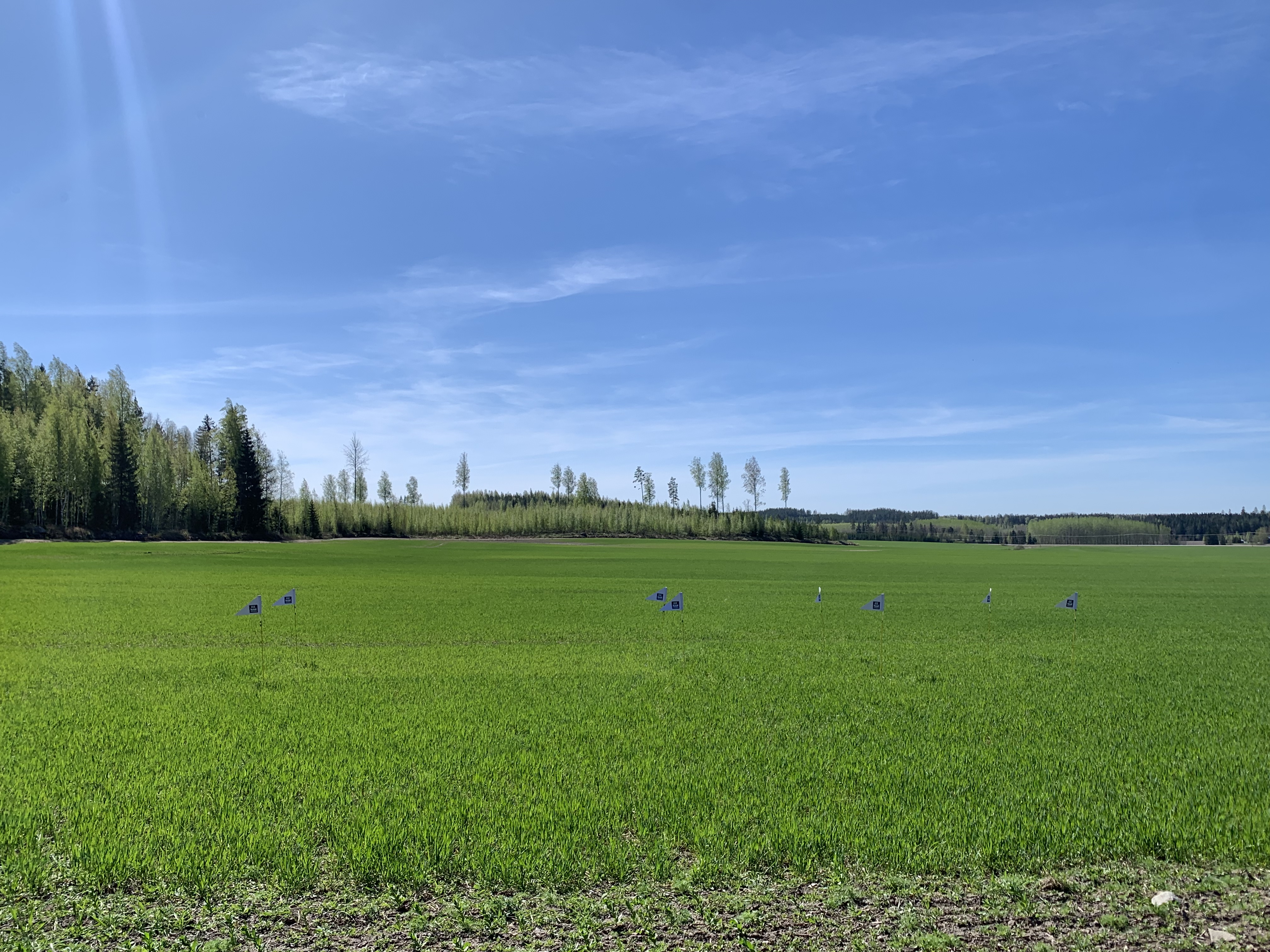 Nolla- ja ylilannoitusruudut 15.5., Orimattila