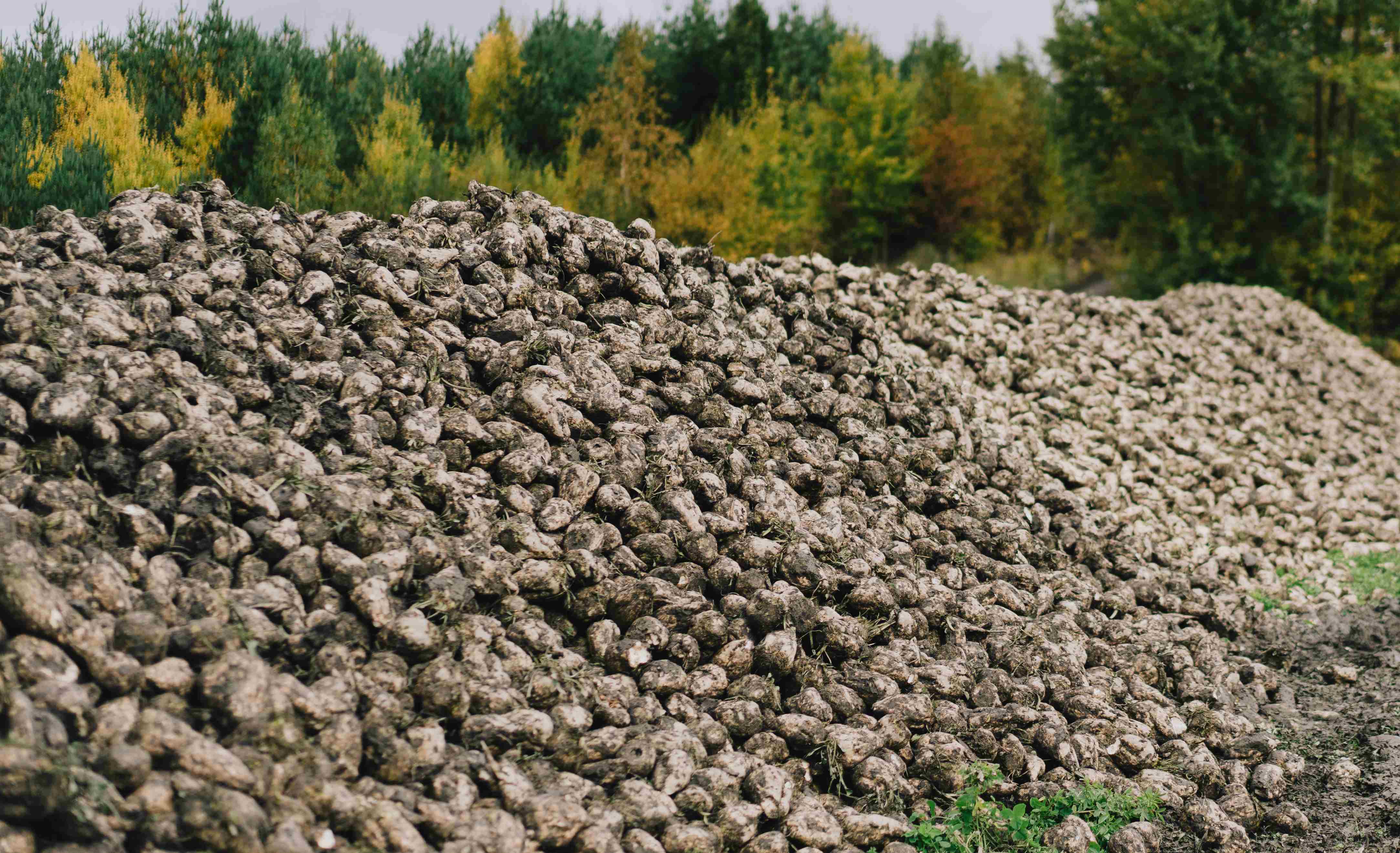 a Kemiössä. Isäntä Mika Lehtinen kertoo, että energiapitoinen juurikas maistuu hirville ja peuroille. Eläimet tulevat ruokailemaan kesällä pelloille ja syksyllä aumoille. 