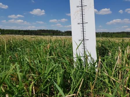 Nurmen korkeus on 28 cm.