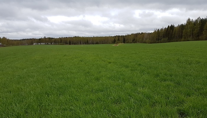 Nurmen D-arvoseuranta 2017