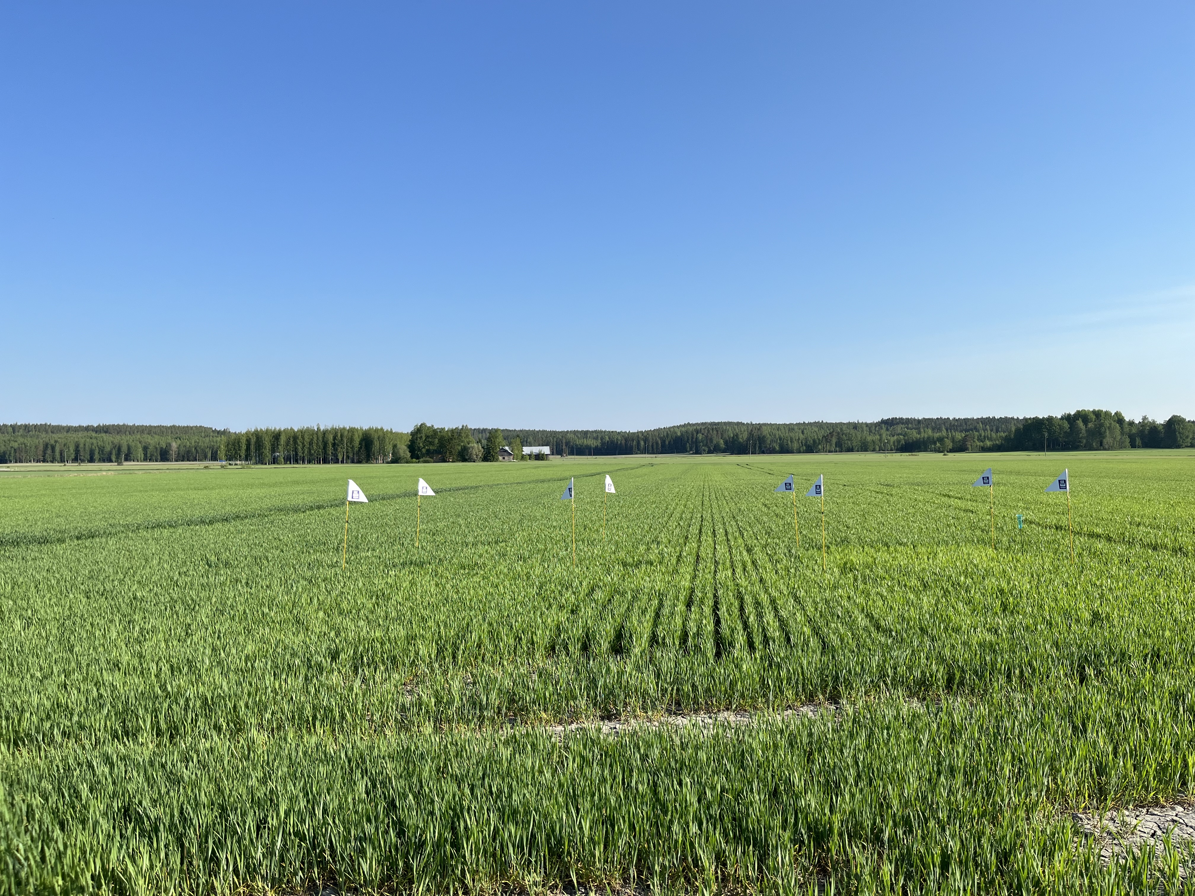 Mittausruudut Hamina 27.5.