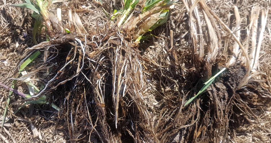 Juurikuva Pohjois-Pohjanmaalta näyttää eron kasvuunlähdön ja kuolleen juuriston välillä.