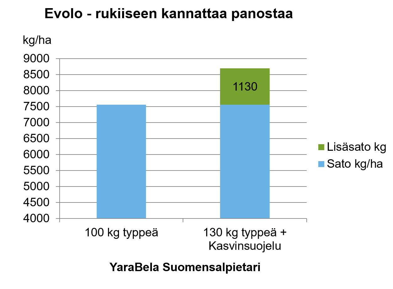 Evolo-ruis on tuottanut yli 8 000 kg/ha