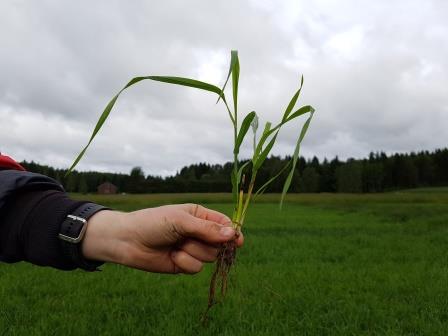 Nurmen 2. sadon D-arvoseuranta Yara Kotkaniemessä