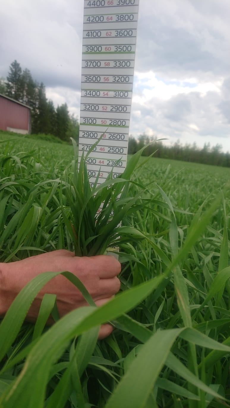 Korpelan Maito_d-arvo.jpg