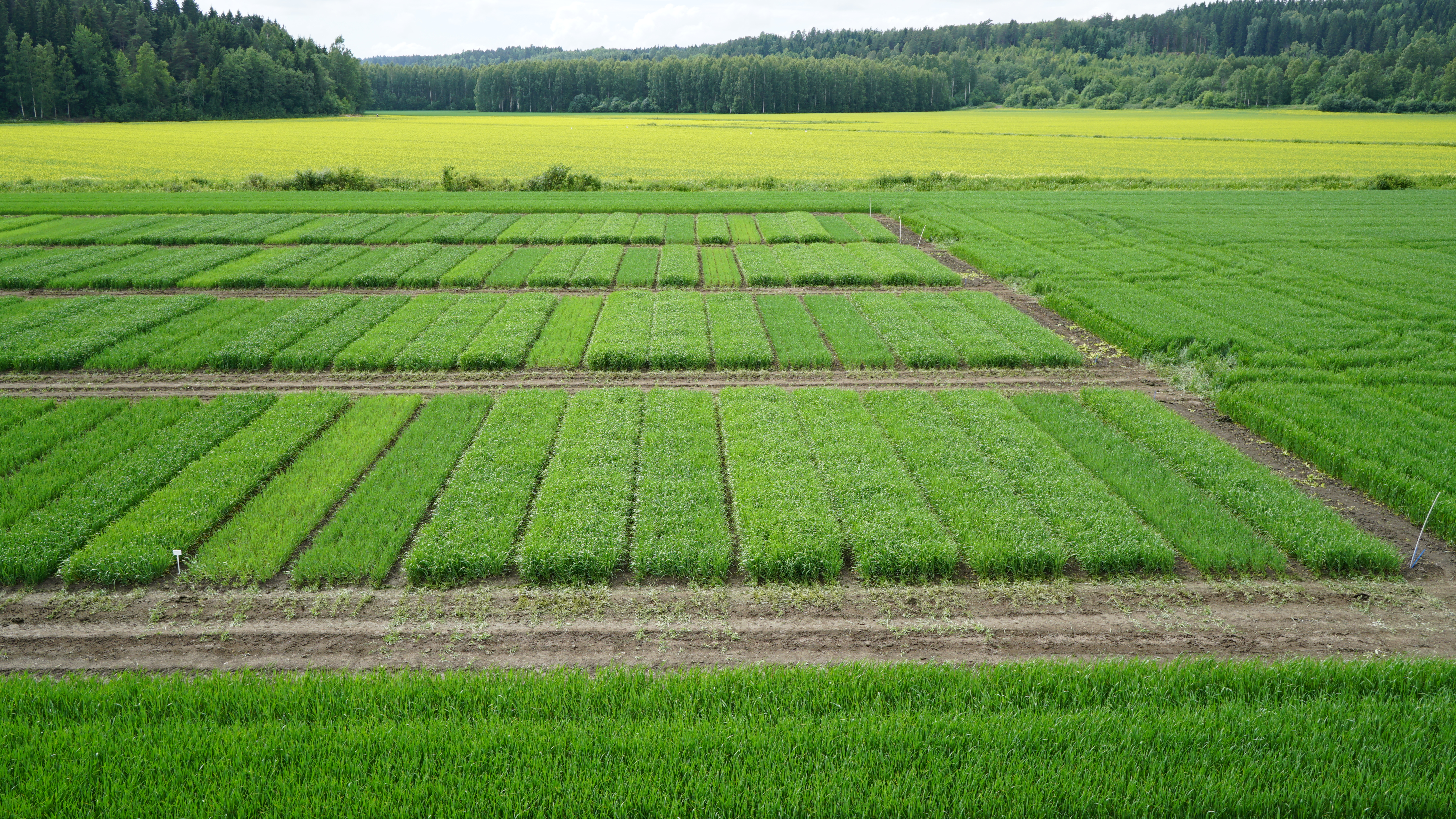 Kuva 1. Pitkäaikainen fosforiporraskoe Yara Kotkaniemen tutkimusasemalla.