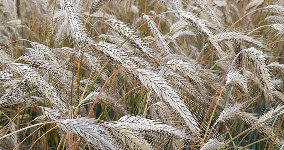 Rukiin kylvöaika on elokuussa.