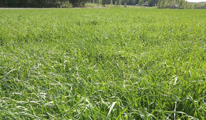 Nurmen D-arvoseuranta 2017