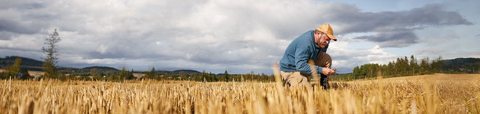 Viljelijä tutkii vehnäpeltoa