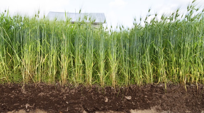 Tavoitteena runsaat sadot