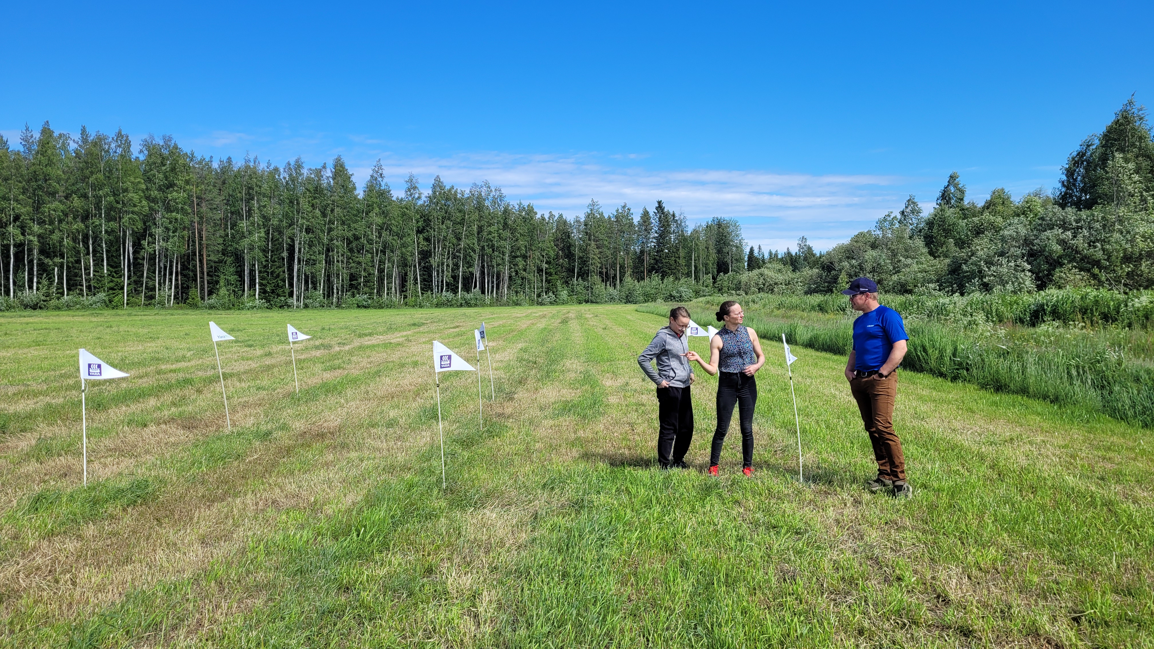 Kuvassa Aino, Kaisa ja Tuukka Laitila tarkastelemassa Yaran  peltokoetta ensimmäisen nurmisadon korjuun jälkeen.