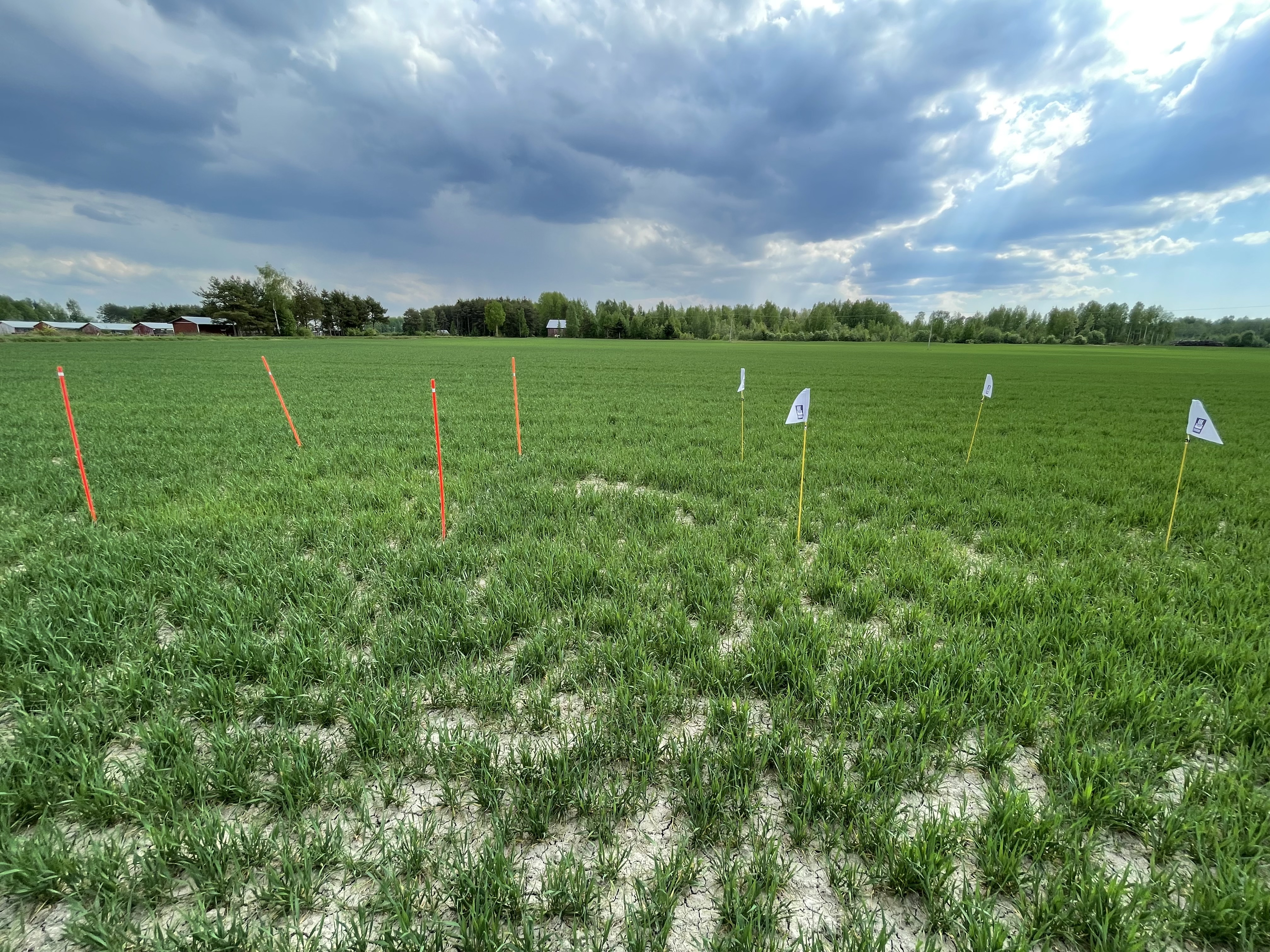 Lannoitusruudut, Vöyri 27.5.