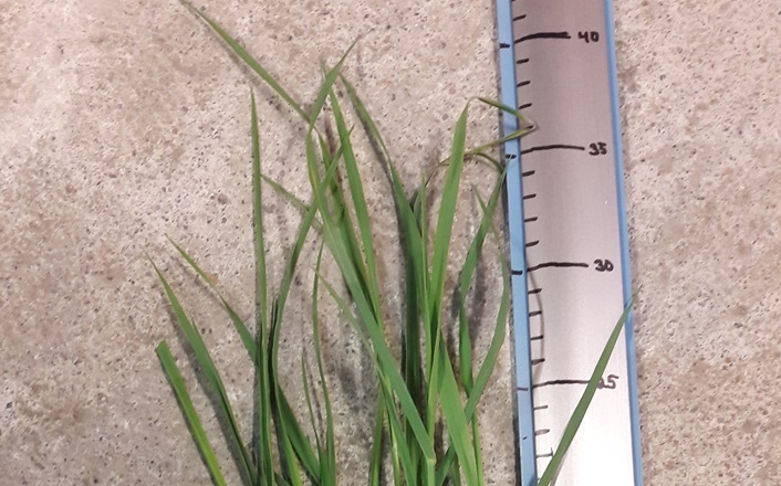 Nurmen ensimmäisen sadon D-arvoseuranta Vaalassa