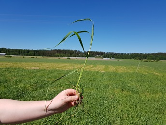 Kasvuaste BBCH 33-27