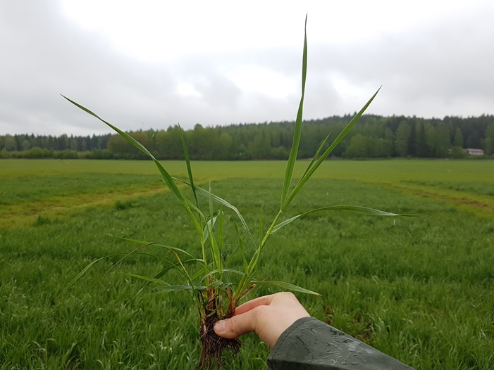 Nurmen D-arvoseuranta 2017