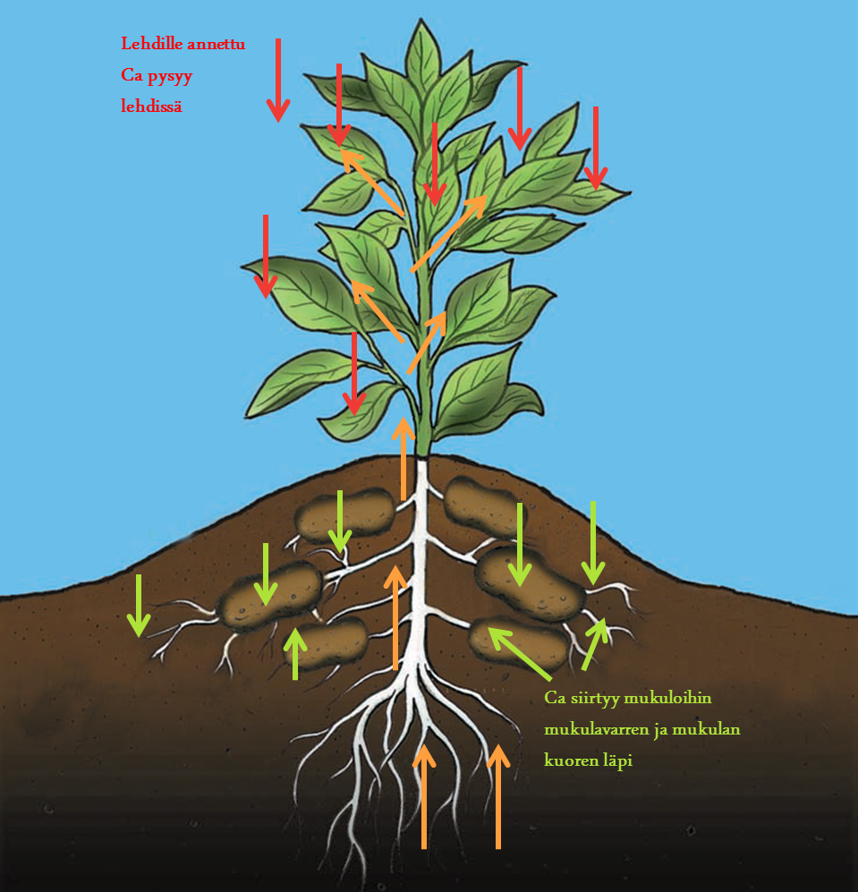 Mukuloiden kasvaessa peruna tarvitsee kokoajan kalsiumia