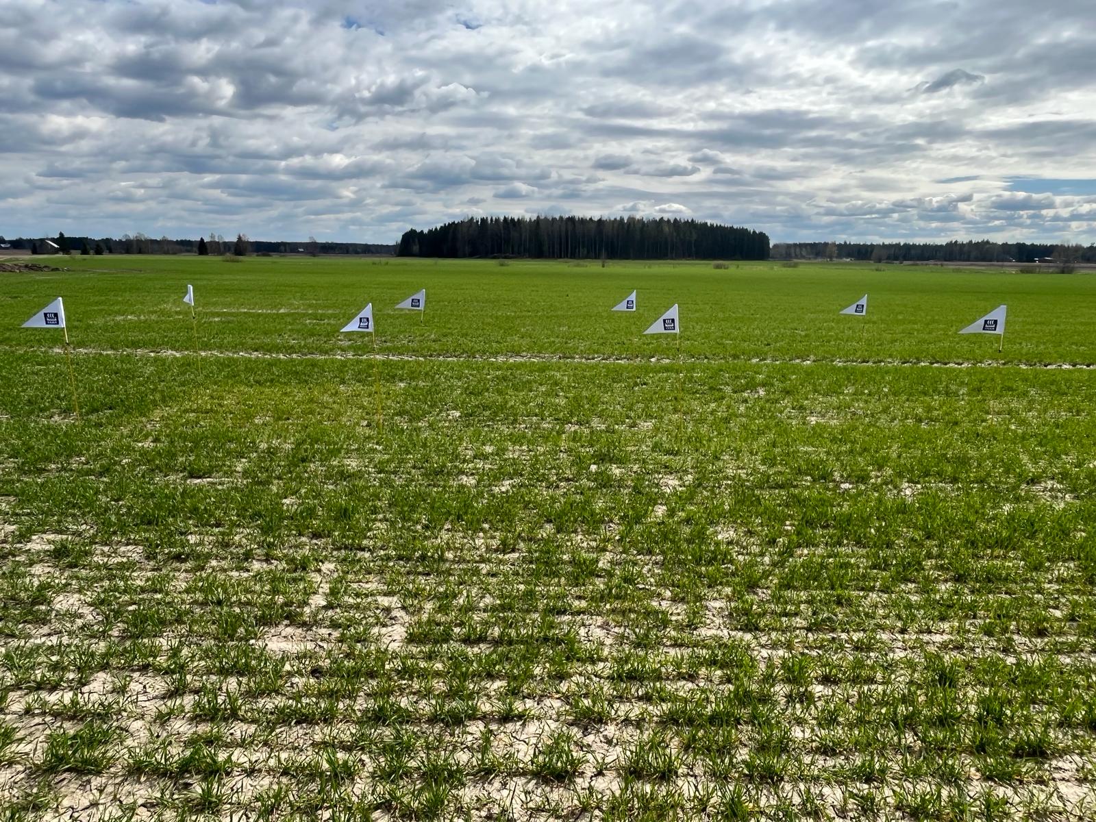 Nolla- ja ylilannoitusruudut, Virttaa 13.5.