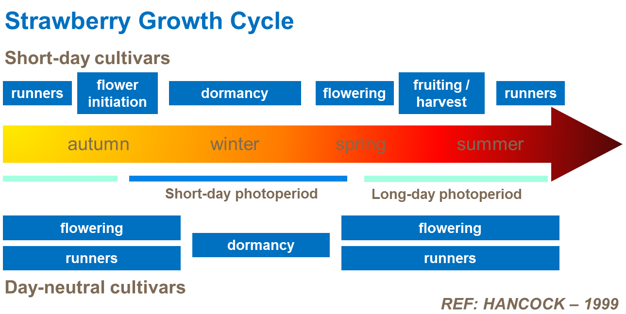 Mansikan kasvukierto