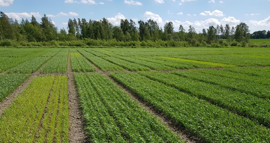 Kevätvehnäkoe kuvattuna Kotkaniemessä 12.6.