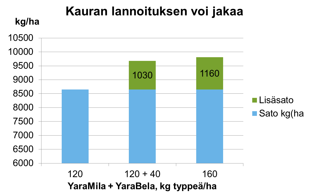 Kauran lannoitus voi jakaa