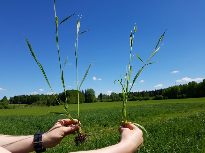 Nurmen D-arvoseuranta 2017