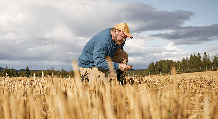 Viljelijä tutkii vehnäpeltoa