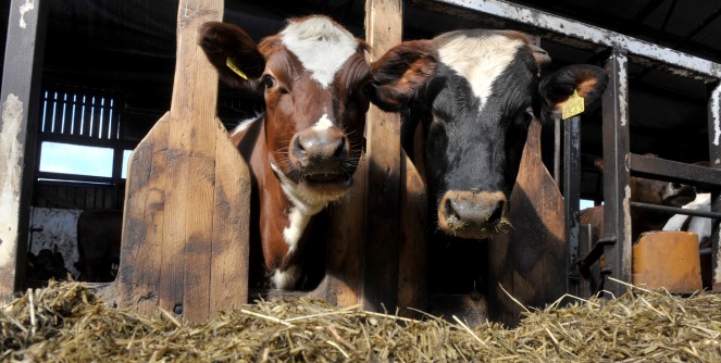 Kaksi lehmää Kuusiston lypsykarjatilalla