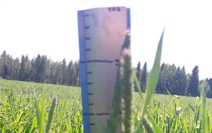 Nurmen ensimmäisen sadon D-arvoseuranta Vaalassa