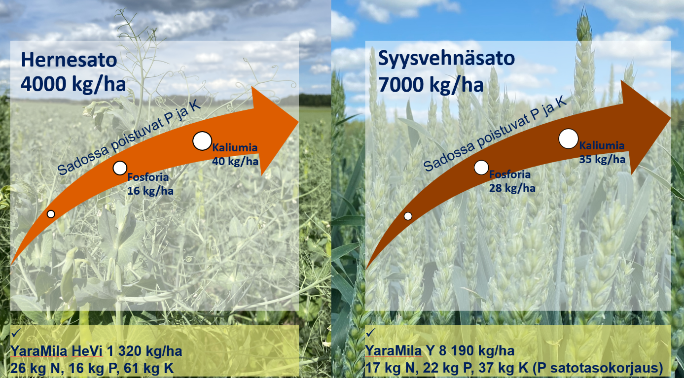 Kuvan esimerkissä kahden kasvukauden aikana ilman PK-lannoitusta pellon ravinnevaroista vietiin 44 kg fosforia ja 75 kg kaliumia. 