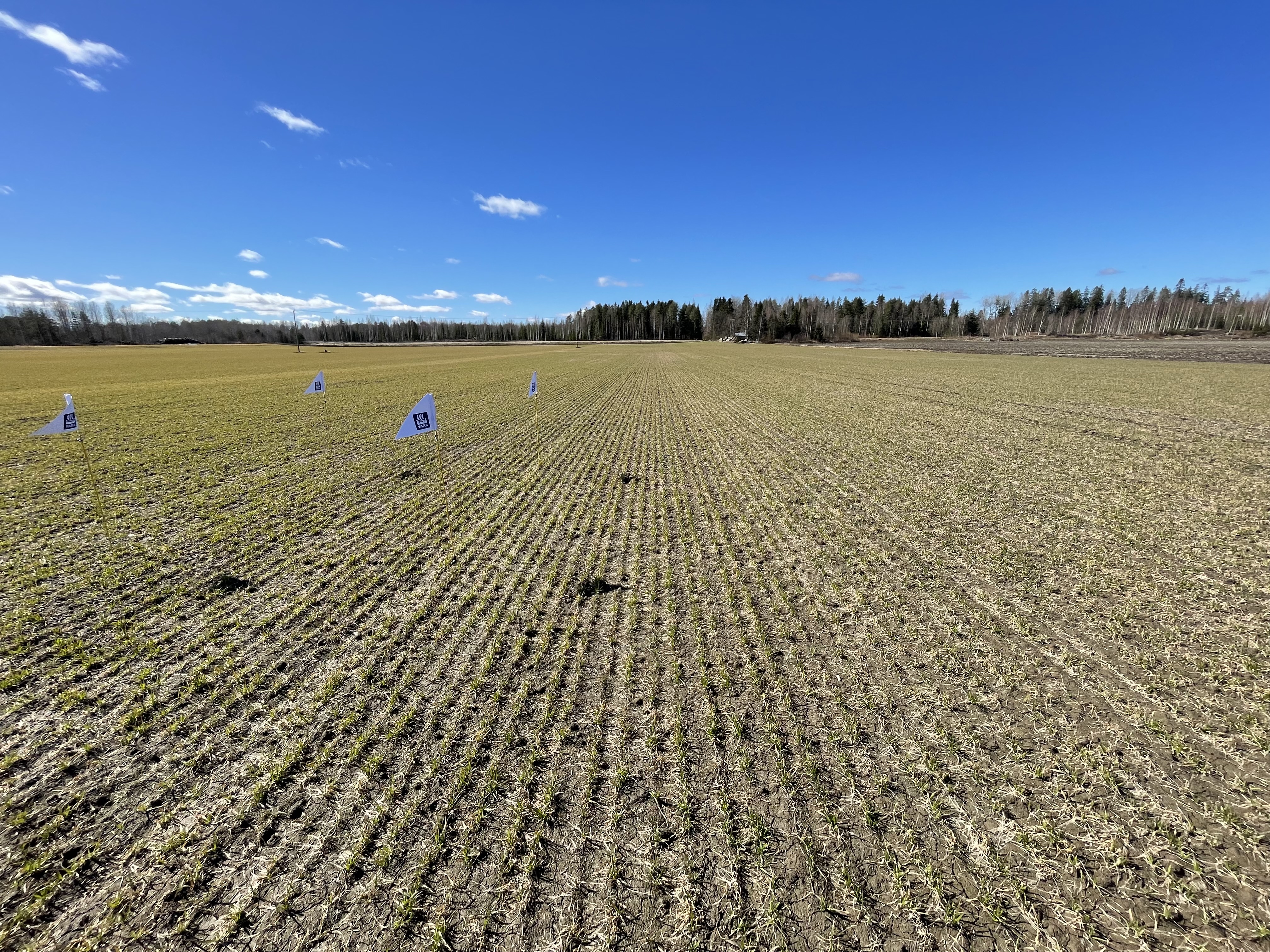 Kasvustokuva, Vöyri 30.4.