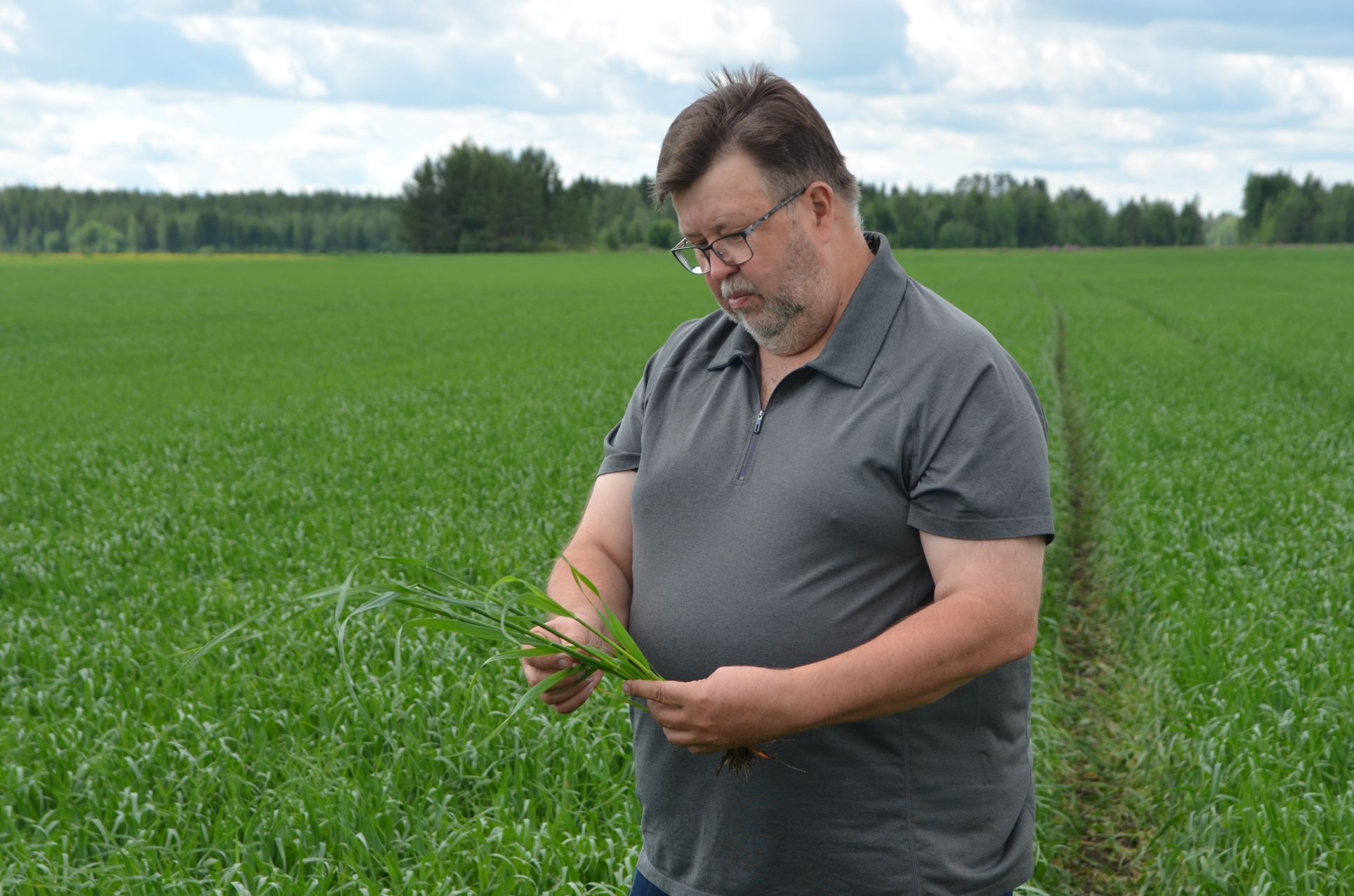 Timo Ikola tutkimassa YaraAmplix OPTIVI -biostimulanttikokeen kasvustoa kesällä 2024.