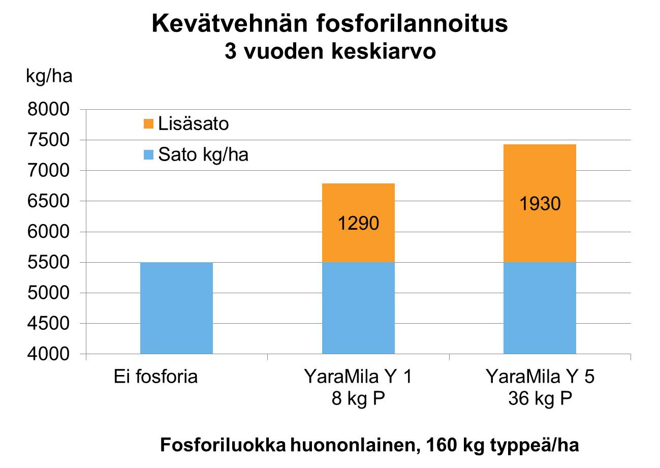 Kevätvehnän fosforilannoitus