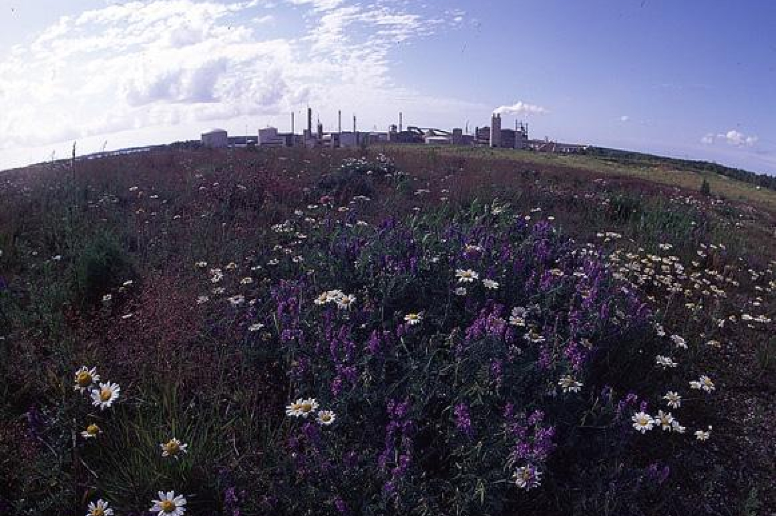 Uudenkaupungin kipsikasa