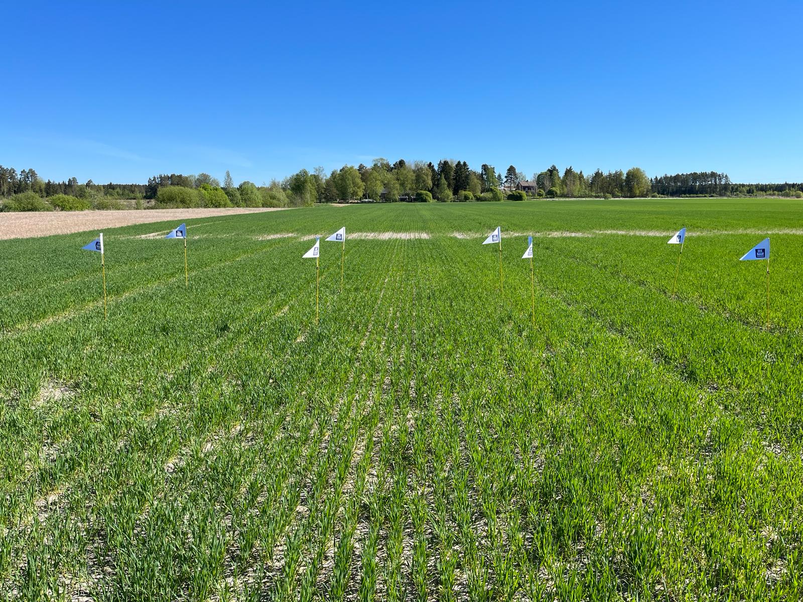 Lannoitusruudut, Laitila 21.5.