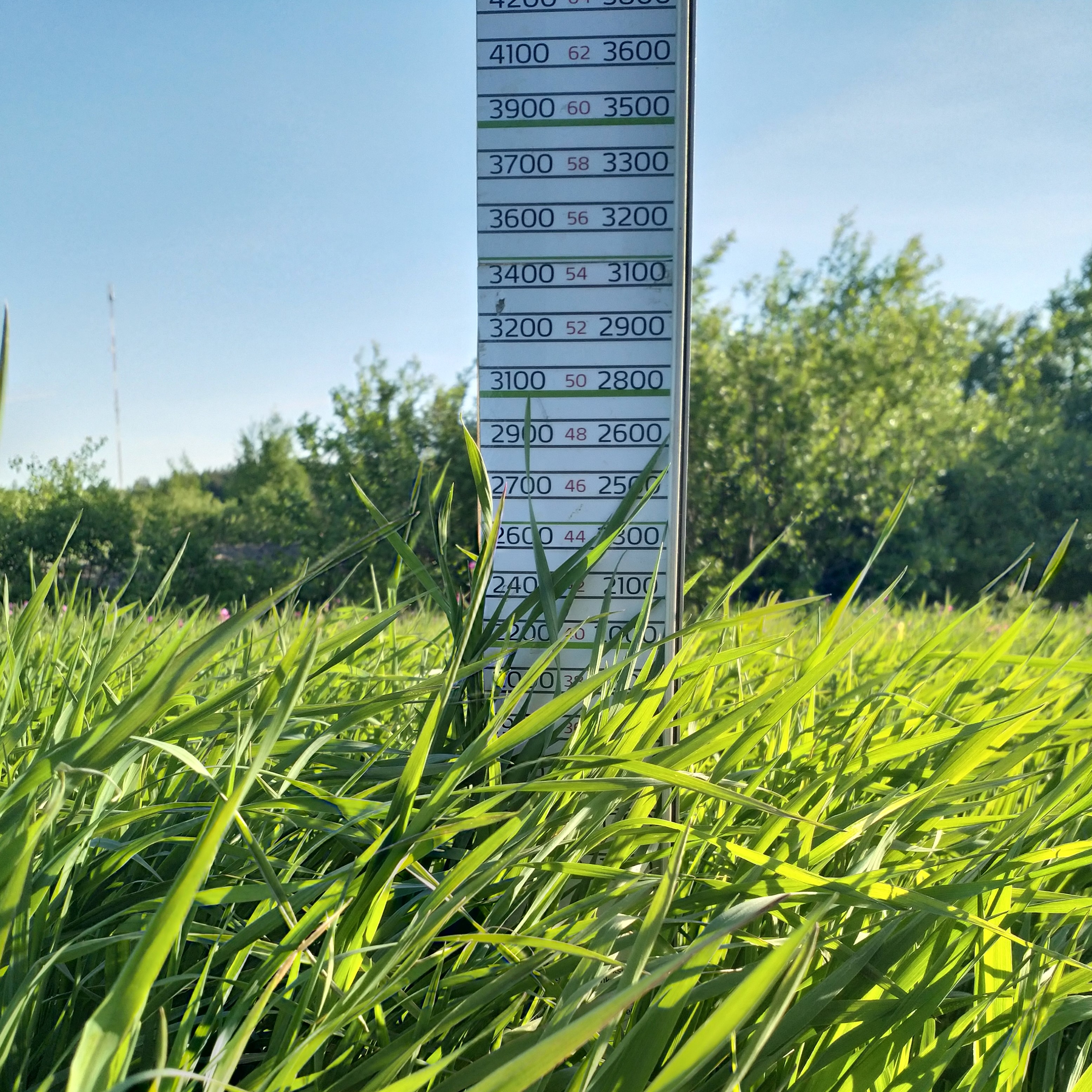 Nurmen korkeus on 42 cm.