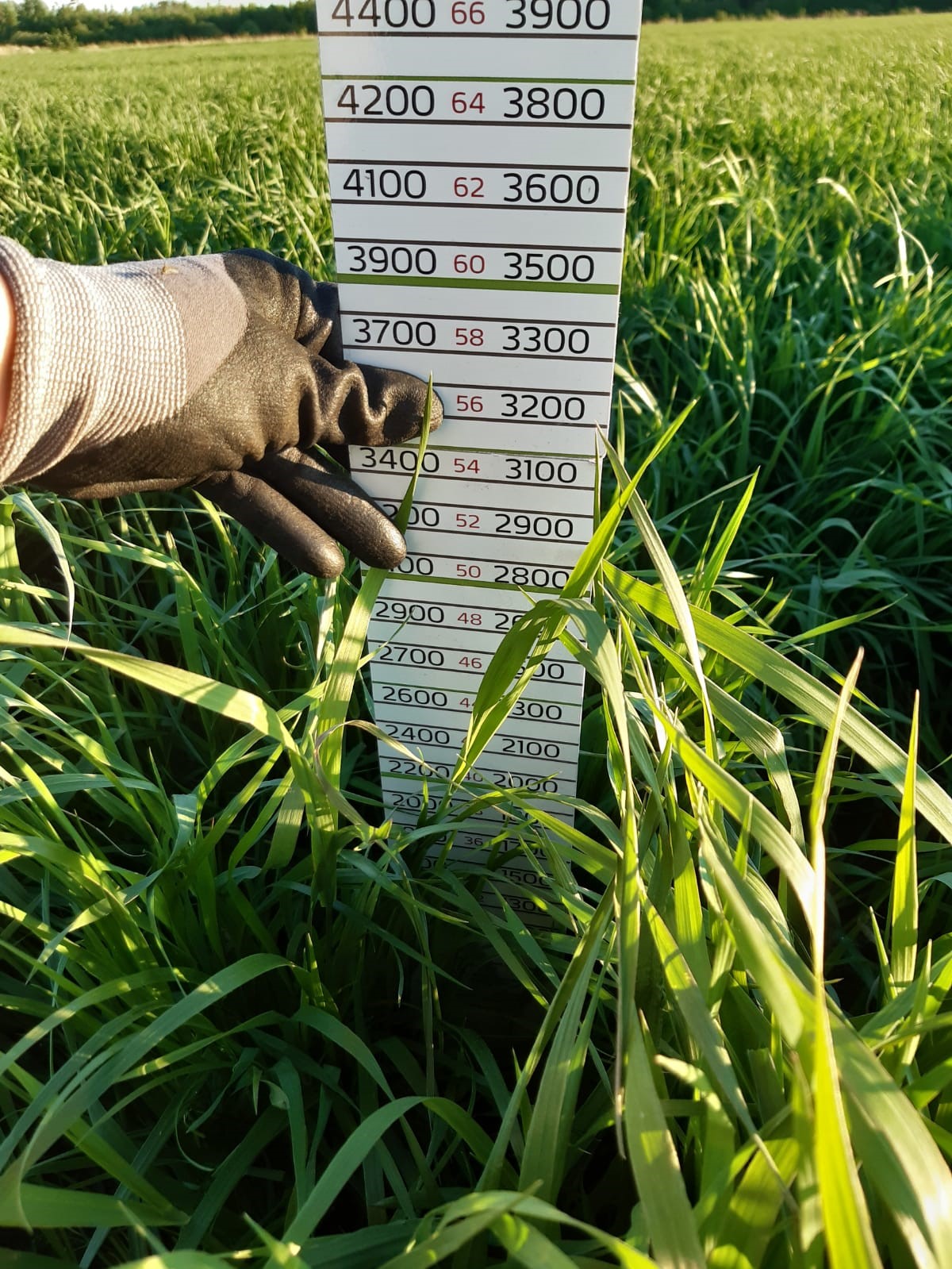 Aspilan tila_d-arvo.jpg