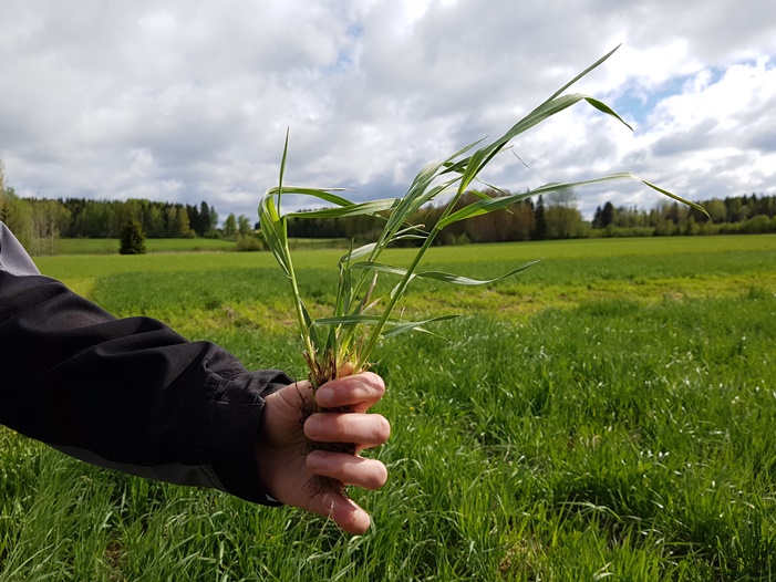Nurmen D-arvoseuranta 2017