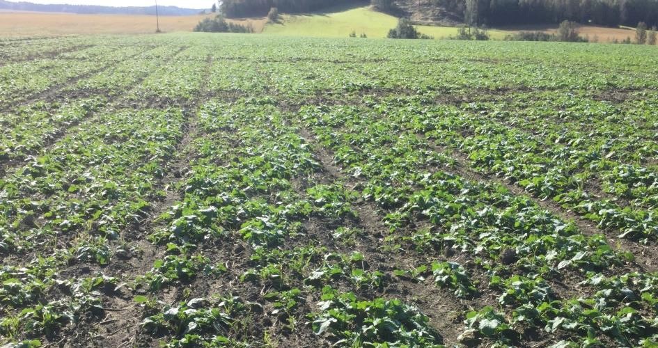 Syysöljykasveilla tavoite on suuret taimet ja harva, matala kasvusto.