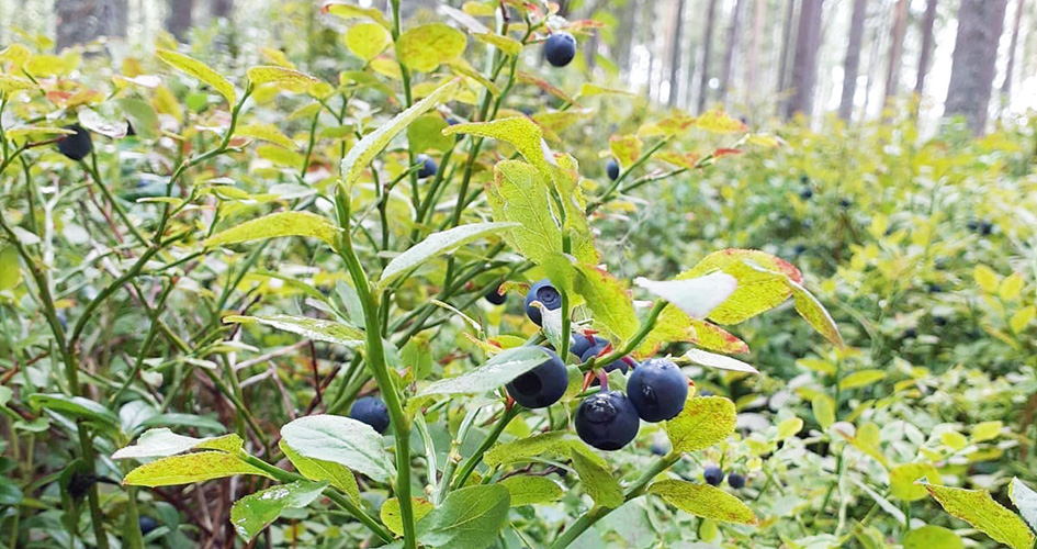 Metsälannoitus ei estä marjojen poimintaa.