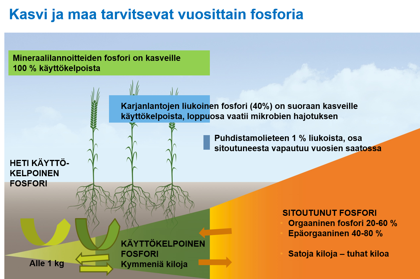 Kaikki fosfori ei ole kasveille käyttökelpoista. YaraMila-lannoitteiden fosfori on kasveille 100 % käyttökelpoista