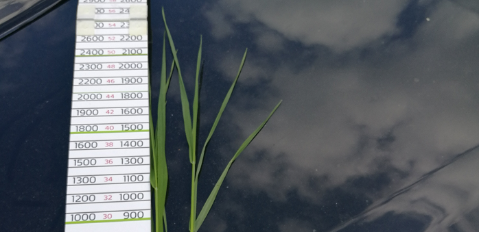 Nurmen D-arvoseuranta 2017