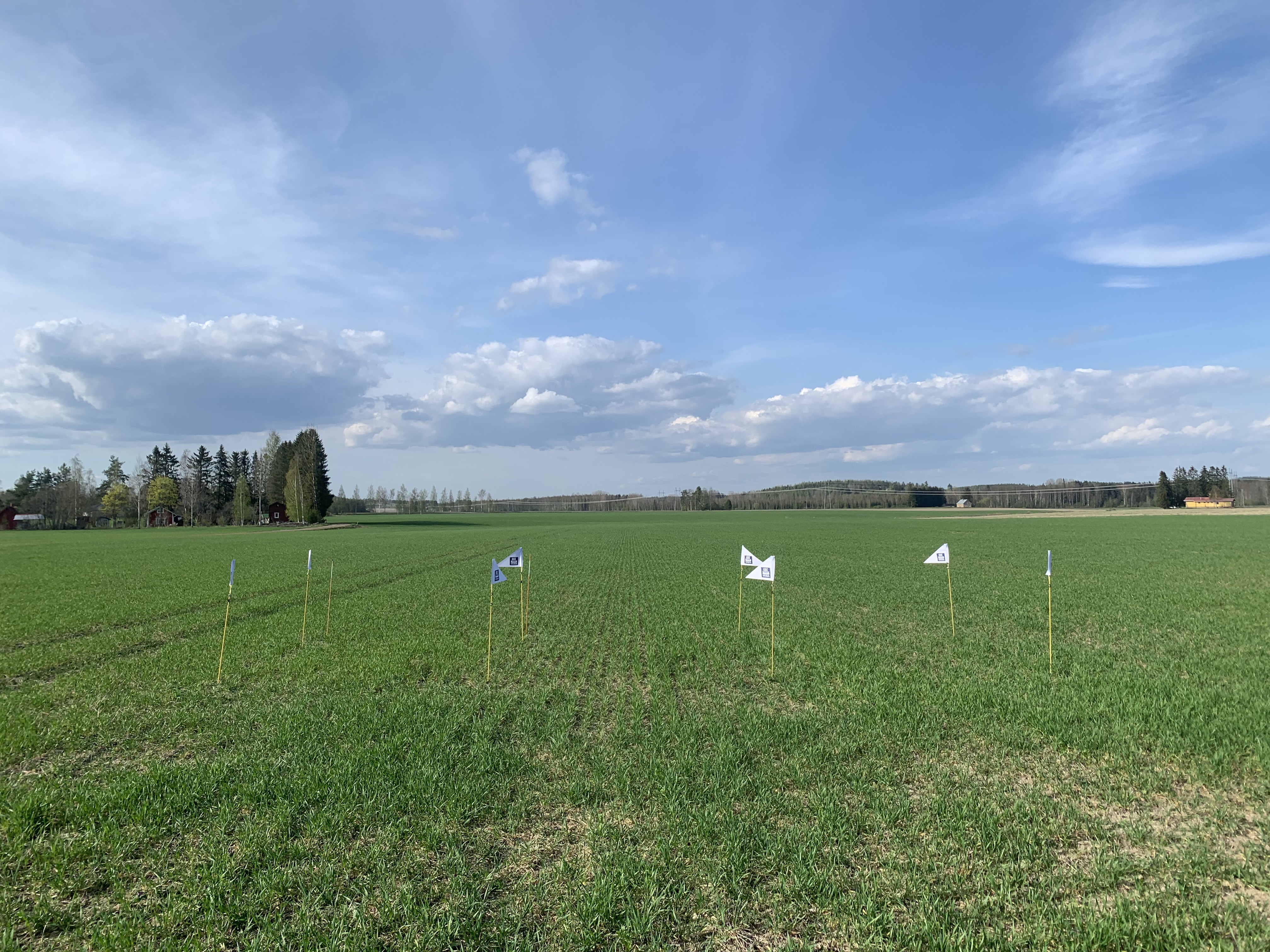 Nolla- ja ylilannoitusruudut, Hausjärvi 14.5.