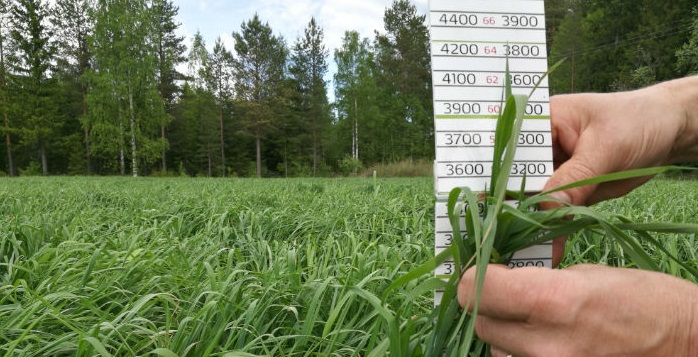 Nurmen D-arvoseuranta 2017