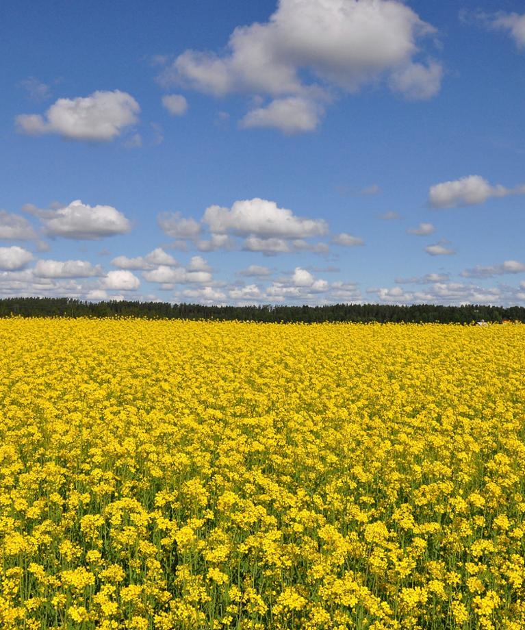 Öljykasvien lannoitus