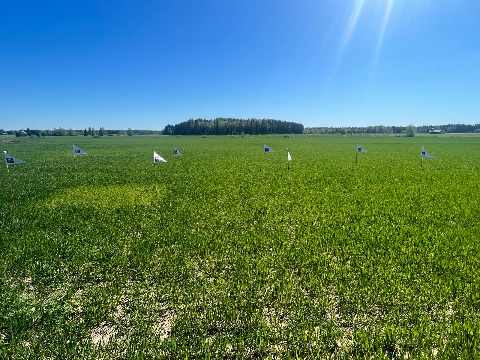 Lannoitusruudut, Oripää 21.5.