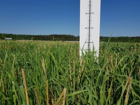 Nurmen korkeus on edelleen 28 cm, mutta kasvusto on epätasainen.