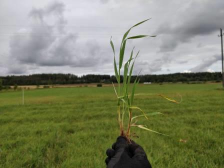 Nurmen D-arvo viikolla 34